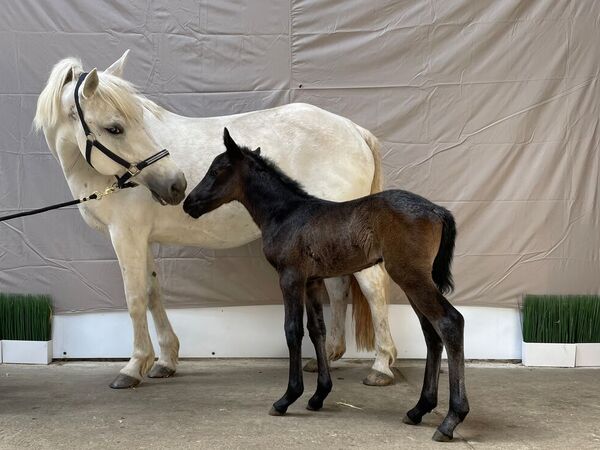 Clinique équine de Landivisiau
