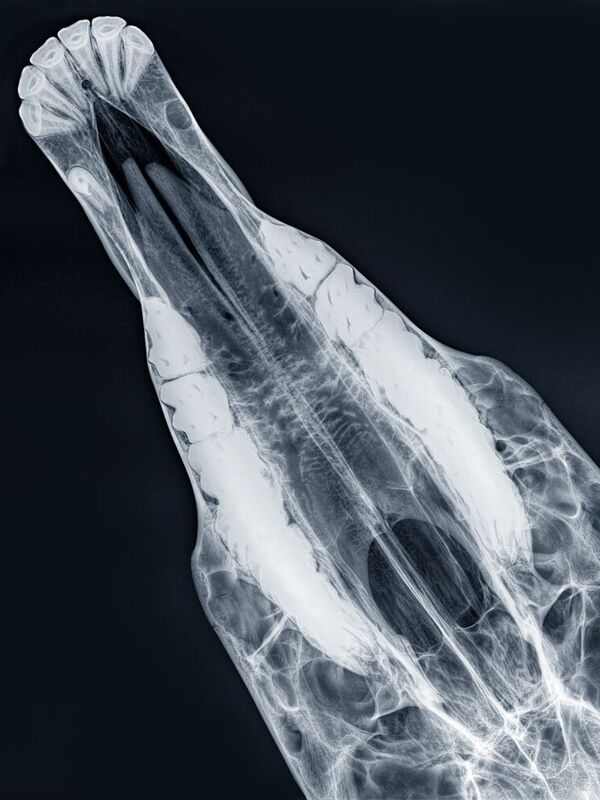 Clinique équine de Landivisiau