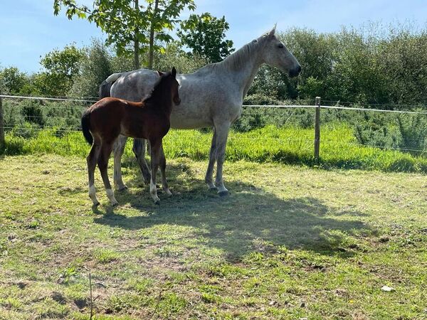 Clinique équine de Landivisiau