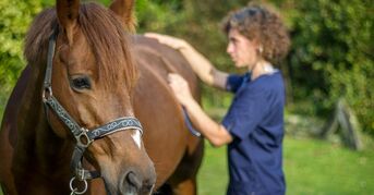 Clinique équine de Landivisiau