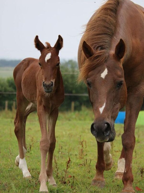 Clinique équine de Landivisiau