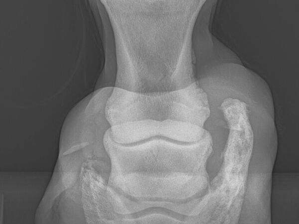 Clinique équine de Landivisiau